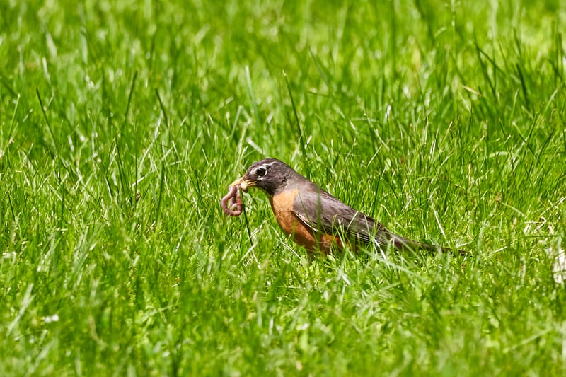an image of a bird eating a worm